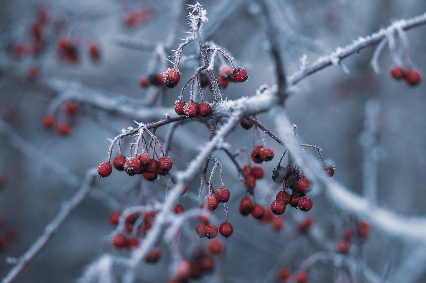 Frosted Juniper